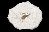 .4" Fossil March Fly (Plecia) - Green River Formation - #154536-1